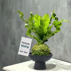 【火焰鸟巢蕨苔藓球】客厅办公室内喜阴盆栽防辐射绿植净化空气花