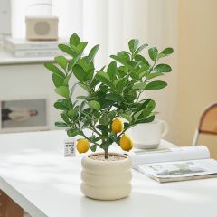 香水柠檬阳台花卉盆栽植物绿植清香可食用好养果树苗客厅室外桌面