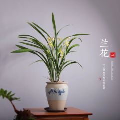 建兰素心天香素浓香型盆栽观兰花植物室内四季好养名贵花卉
